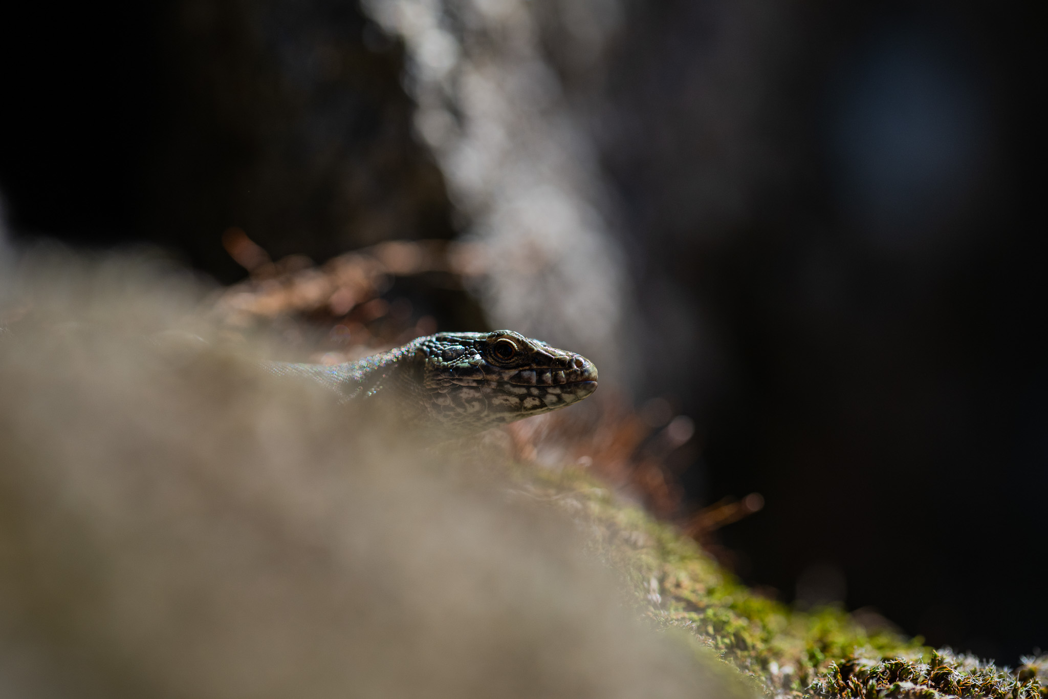 Photo 2025101112303601782